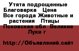 Утята подрощенные Благоварка › Цена ­ 100 - Все города Животные и растения » Птицы   . Псковская обл.,Великие Луки г.